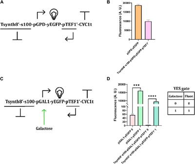 RNAi-based Boolean gates in the yeast Saccharomyces cerevisiae